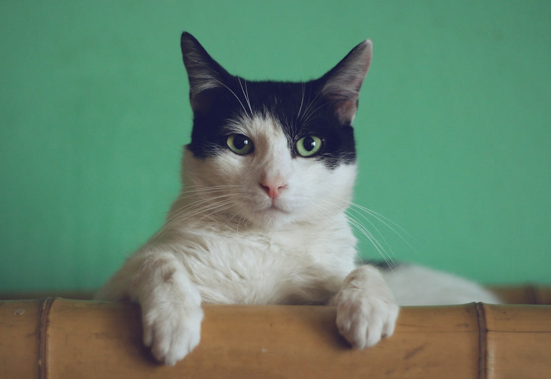 Gato naranja mirando su cuenco de comida