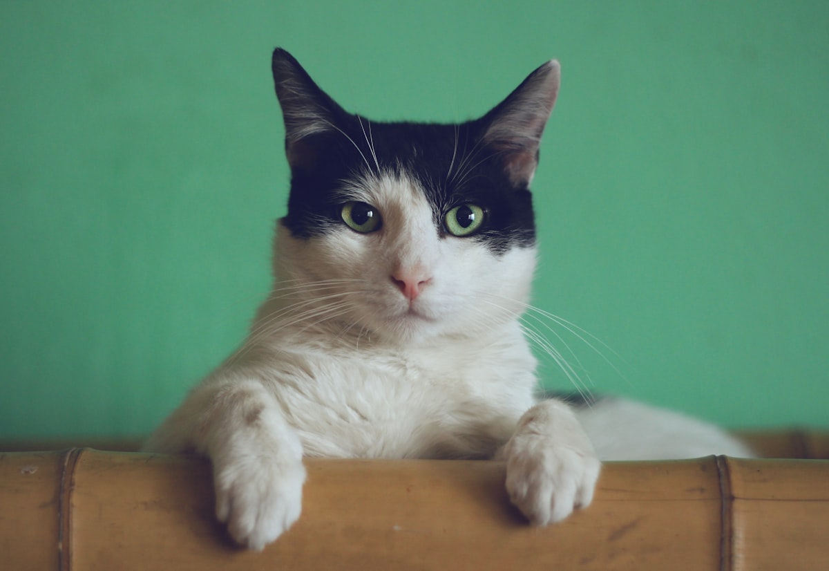 Gato naranja mirando su cuenco de comida