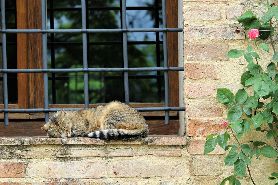 Gato gris mayor descansando plácidamente junto a la ventana