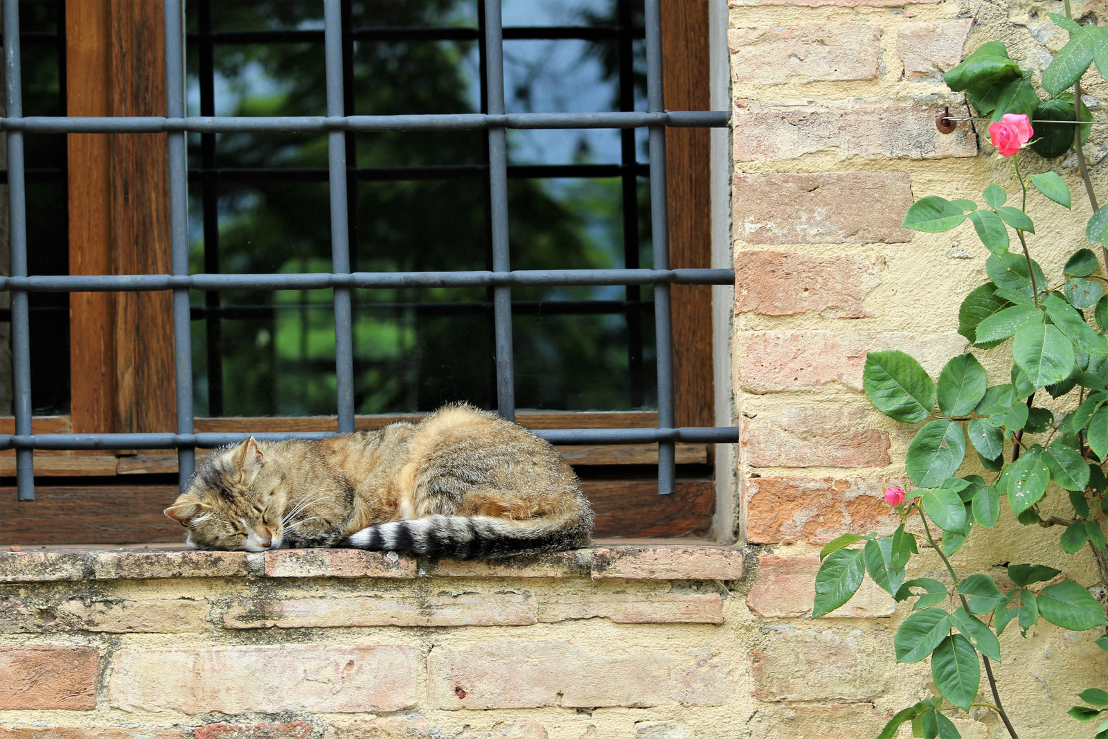 Gato gris mayor descansando plácidamente junto a la ventana