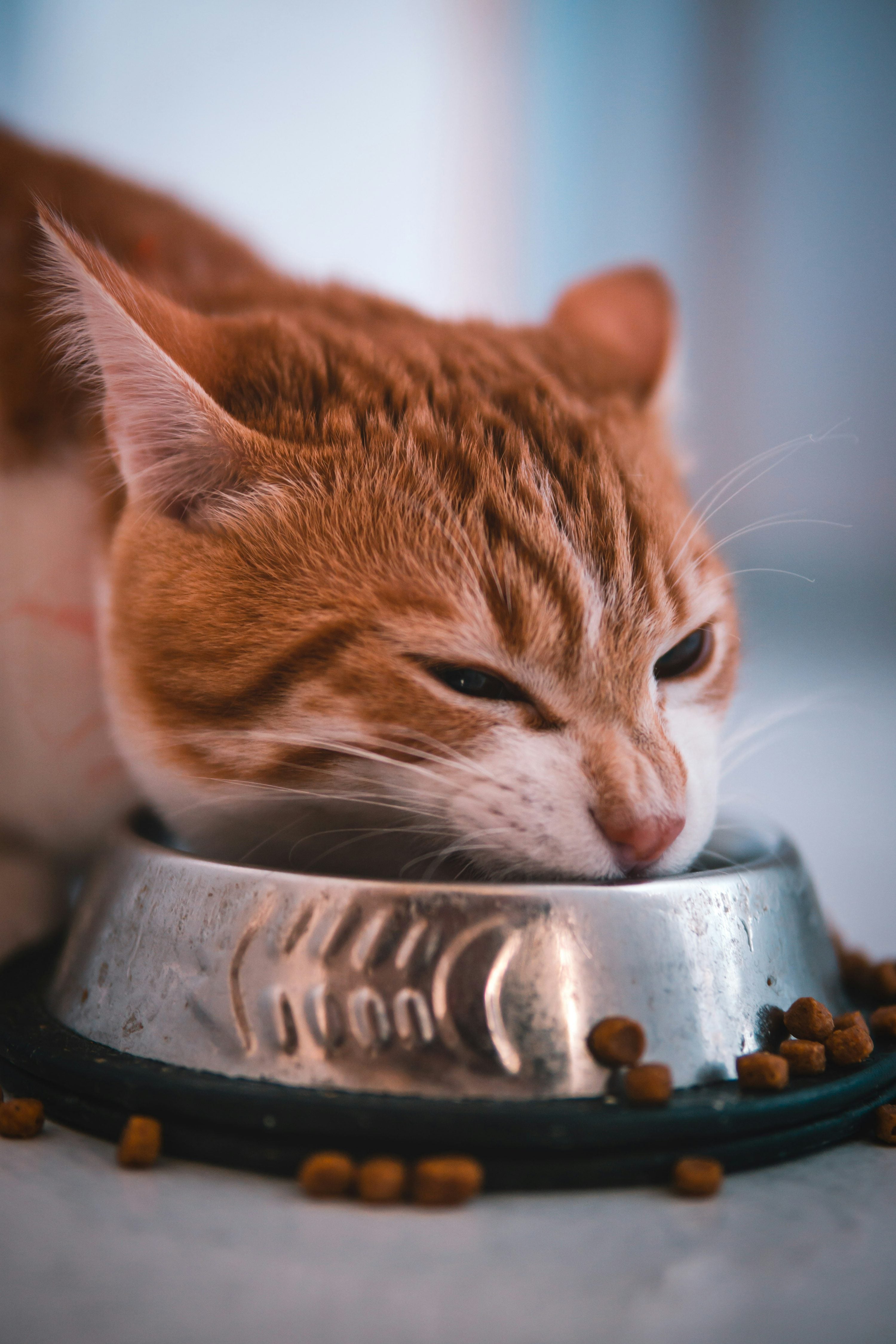 Gato comiendo de su cuenco de comida con concentración