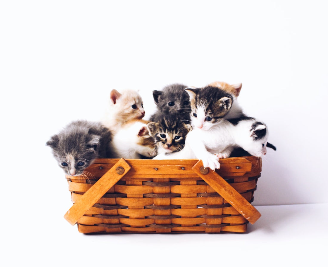 Comedero automático moderno para gatos