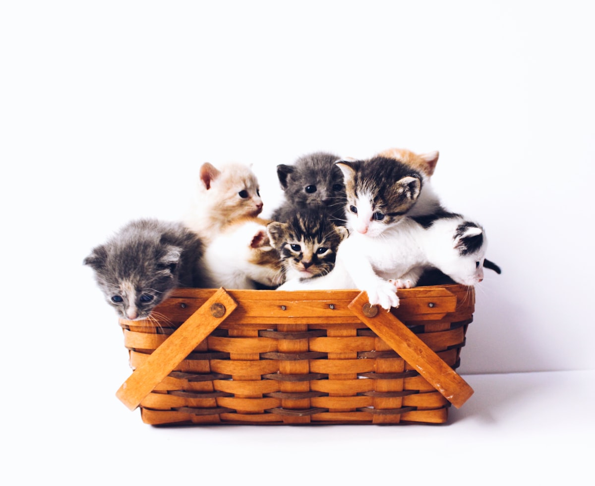 Comedero automático moderno para gatos