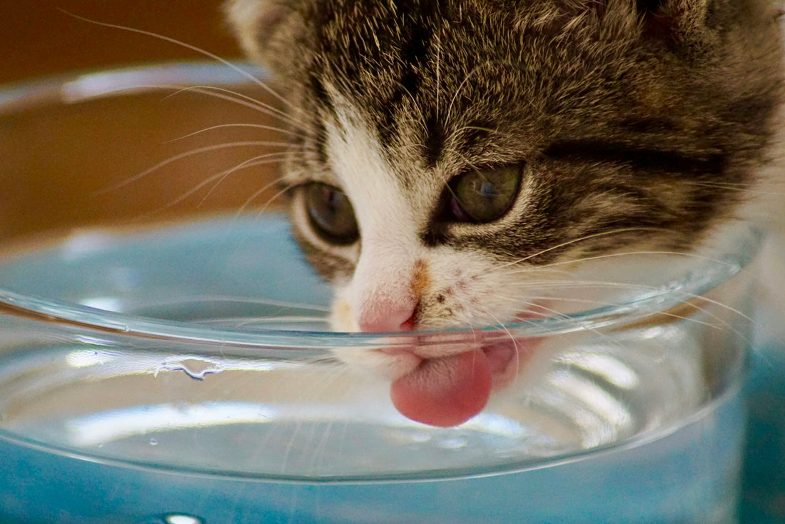 Gato bebiendo agua fresca de un cuenco