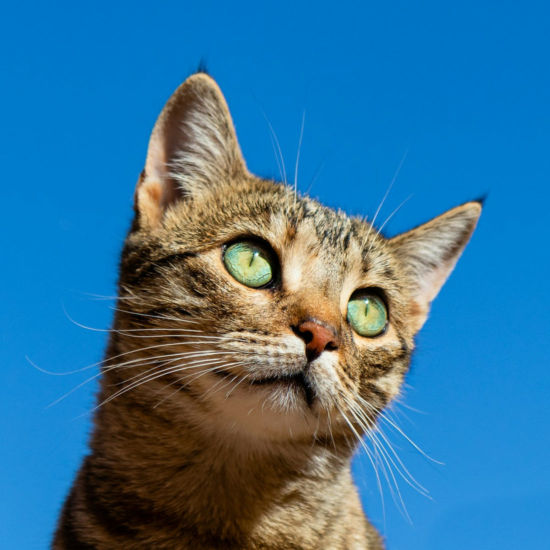 Gato junto a su arenero