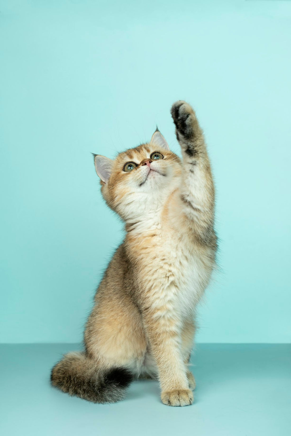 Gato blanco pensativo