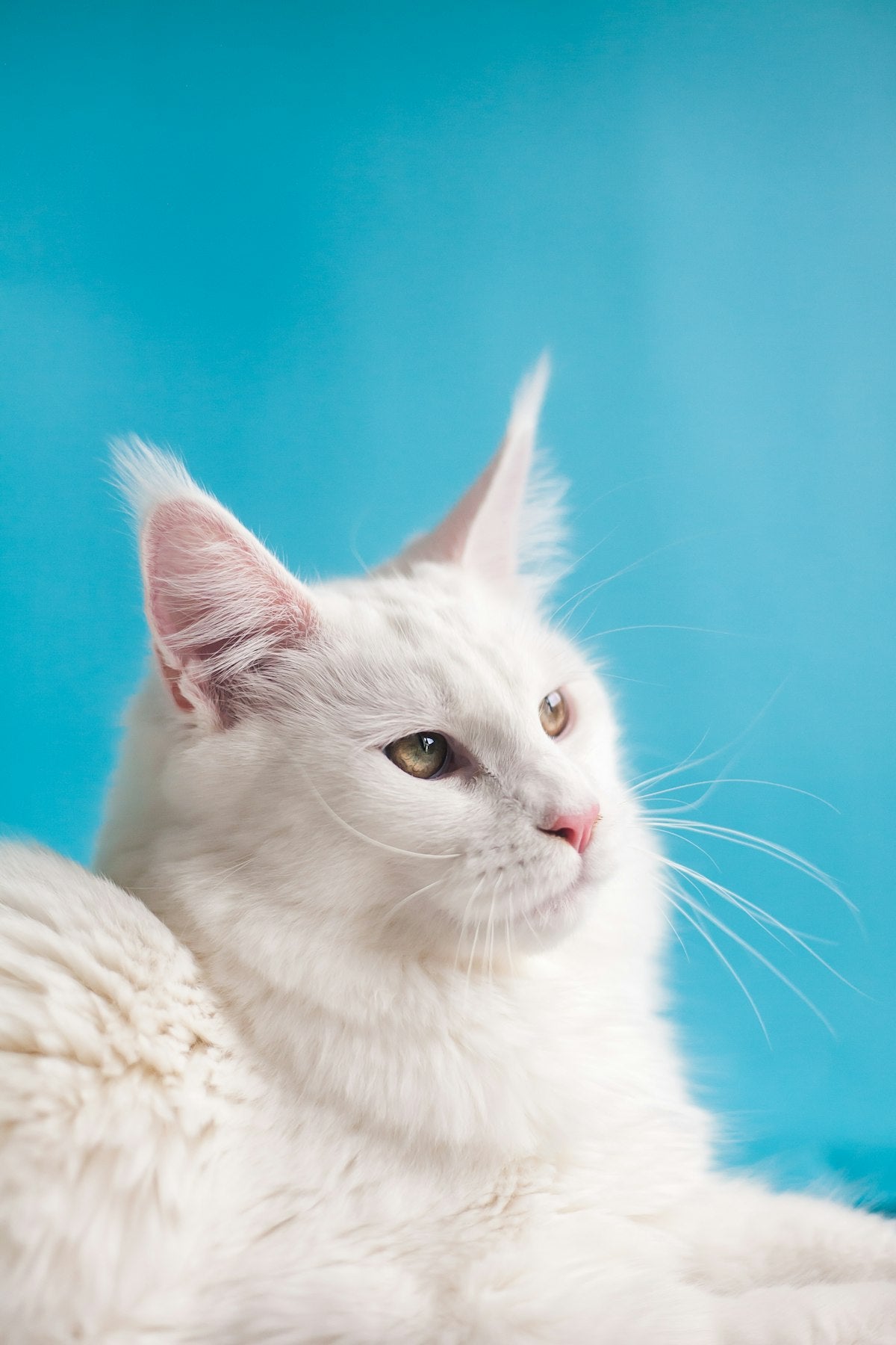 Arenero de gato limpio en casa