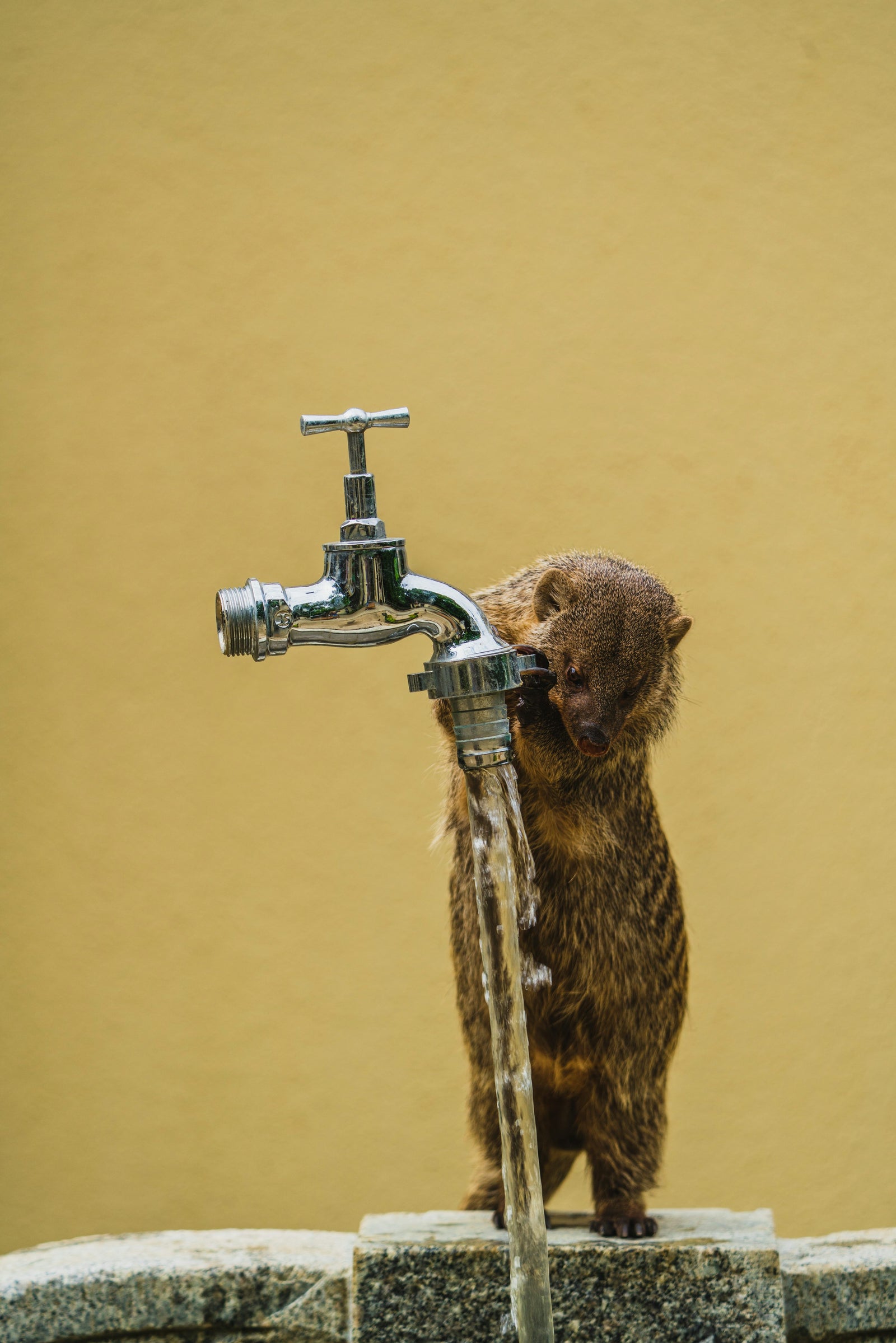 Gato atigrado bebiendo agua de un grifo, cuidado felino preventivo
