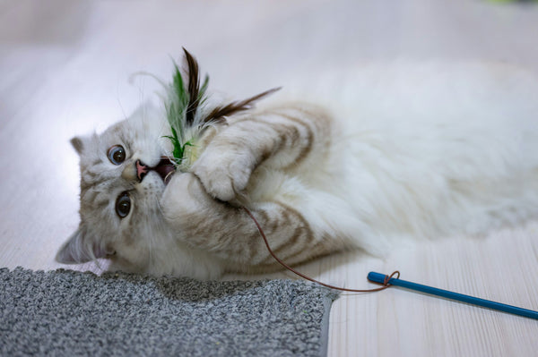 Gato jugando activamente con un juguete en el suelo