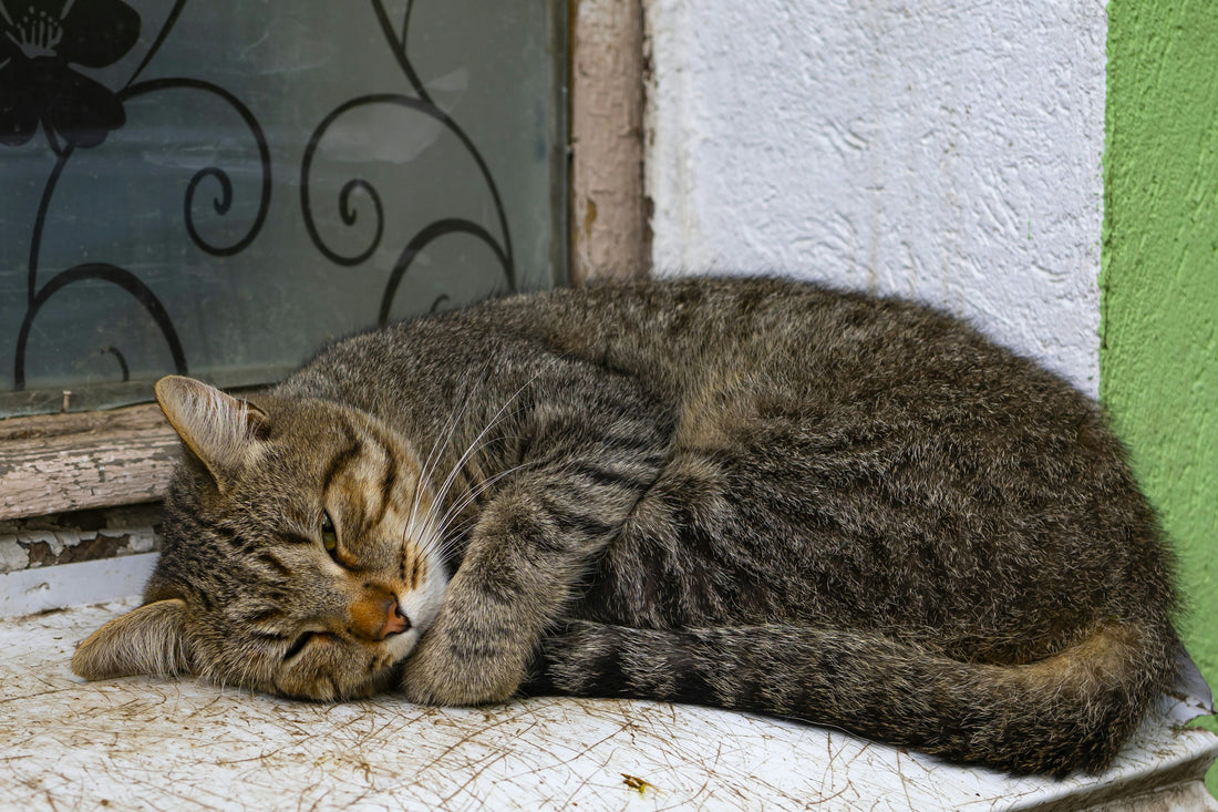 Gato descansando tranquilo en el alféizar de la ventana