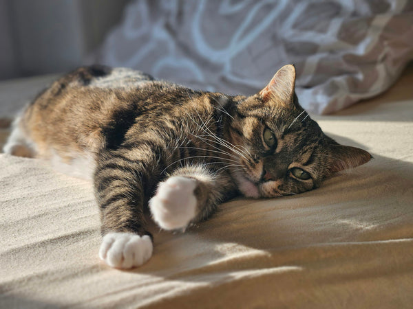 Gato relajado tomando el sol sobre una cama cómoda