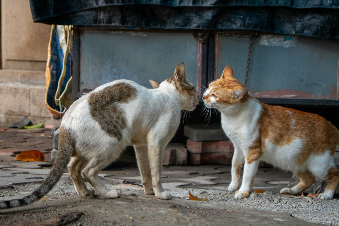 Dos gatos frente a frente conociéndose por primera vez