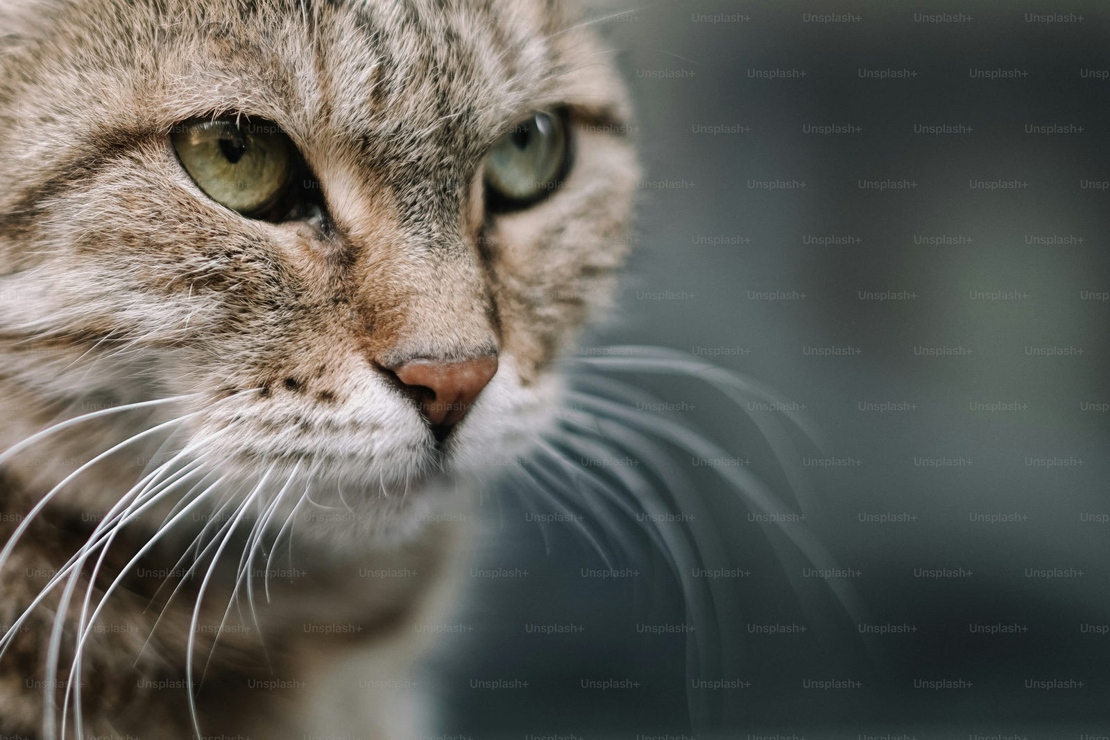 Primer plano de un gato doméstico feliz y saludable en casa