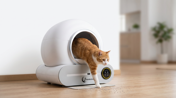 Tu gato entra y sale